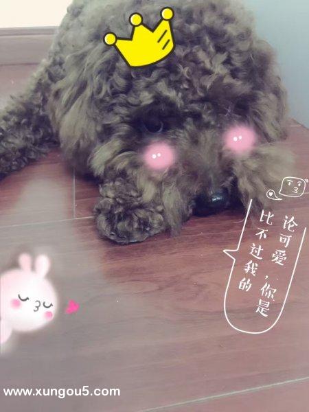 【寻狗启事】2021哈尔滨寻泰迪豆瓣