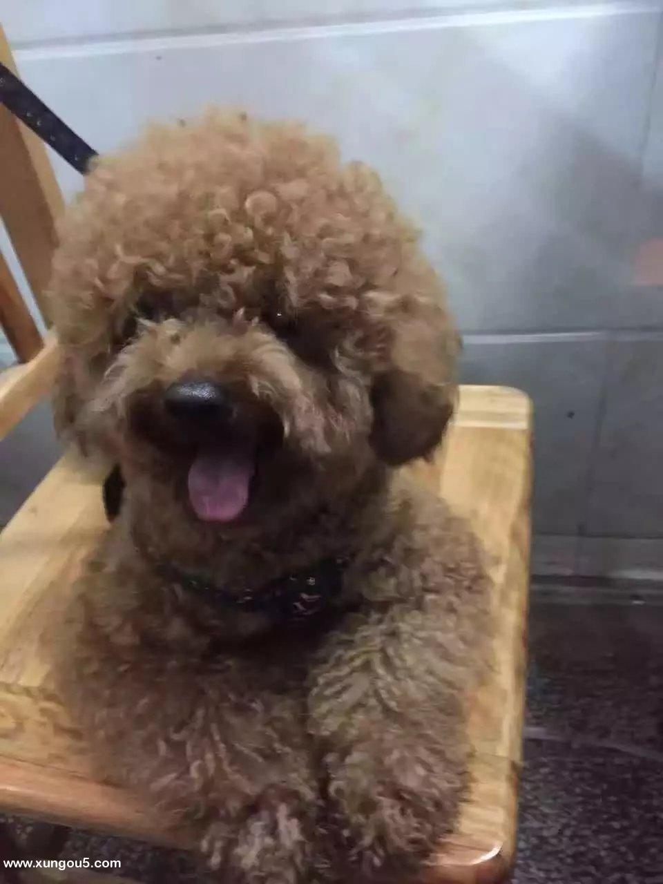 广东湛江廉江区寻狗启事：贵宾犬傻仔寻回通知