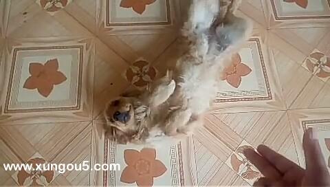 失踪爱犬灰色雪纳瑞小白急寻，奖重谢