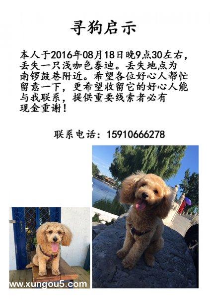北京南锣鼓巷附近香槟色贵宾犬番茄走失寻狗启事