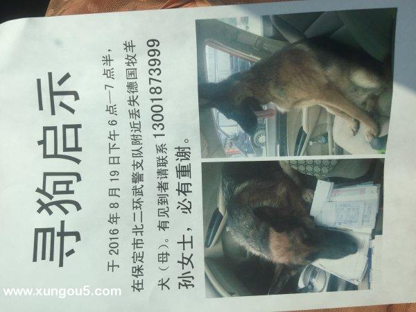 保定寻狗启事：德国牧羊犬Noah走丢了