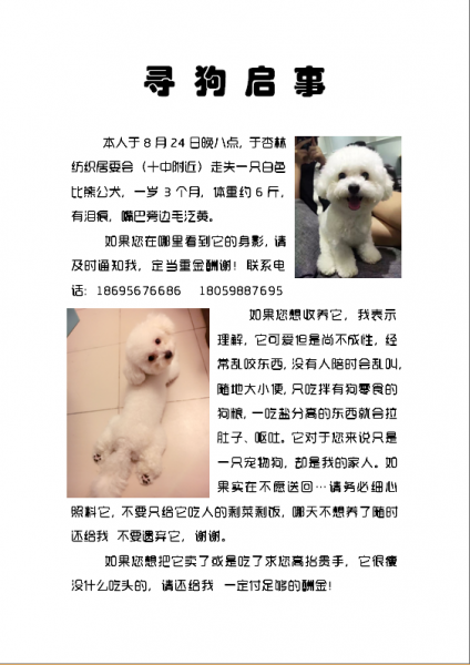 厦门失踪比熊公犬寻狗启事