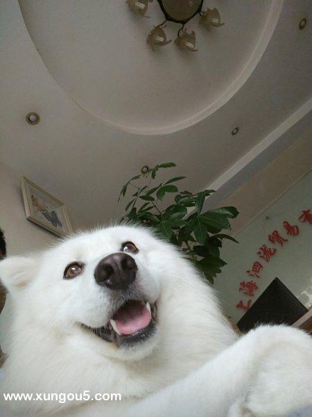 寻找萨摩耶乐乐！快来帮帮我们！