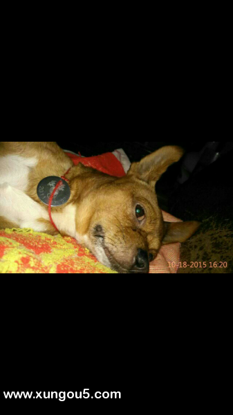 寻找爱犬小白，请帮帮忙！