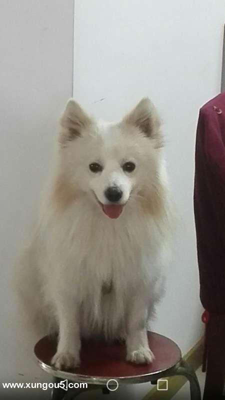 南京秦淮区银狐小白丢失寻回启事