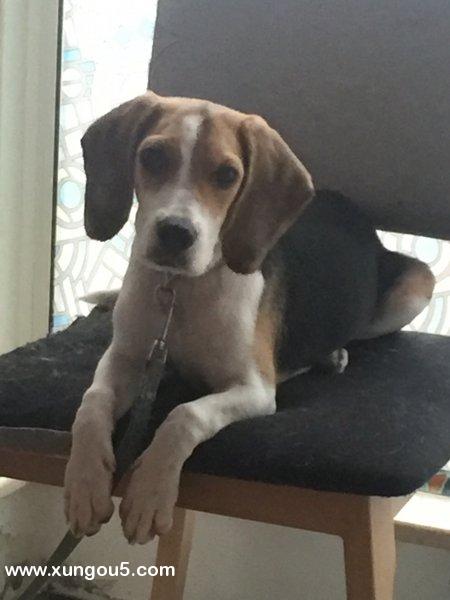 北京寻找丢失的比格犬丁丁