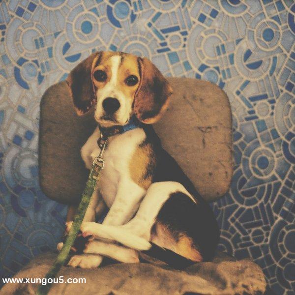 北京寻找比格犬丁丁的失踪启事