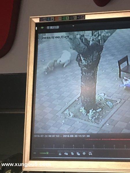 重金寻狗！伴主人多年的银狐宝贝“虎虎”丢失在天津河北区，寻狗启示