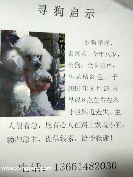 贵宾走失寻狗启事