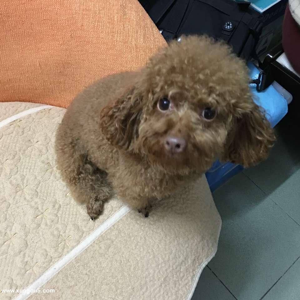 东莞寻狗启事：小贵走失在莞城西城楼大街