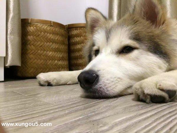 上海徐汇寻狗启事：百达寻回呼吁