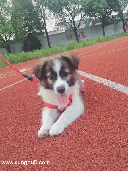 寻找喜乐蒂犬小白，常熟问村走失