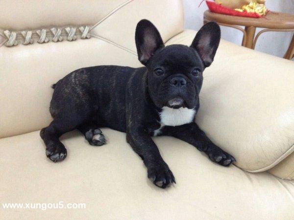 天津寻找爱犬牛牛，黑色虎斑斗牛犬走失消息