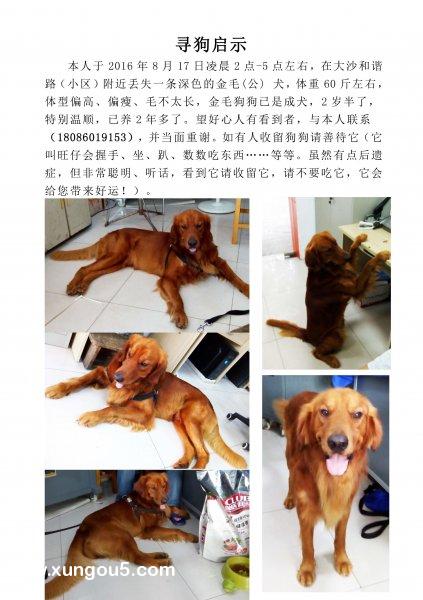 荆州大沙湖农场和谐路附近金毛狗丢失寻狗启事