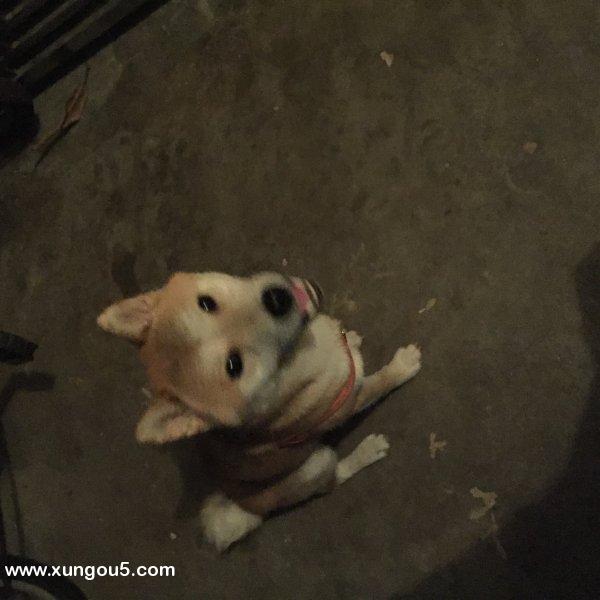 2016年9月7日番禺大石福泰园柴犬走丢寻狗启事