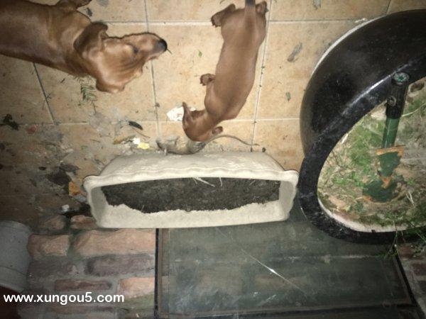 四川成都郫县腊肠犬小黄走失寻狗启事