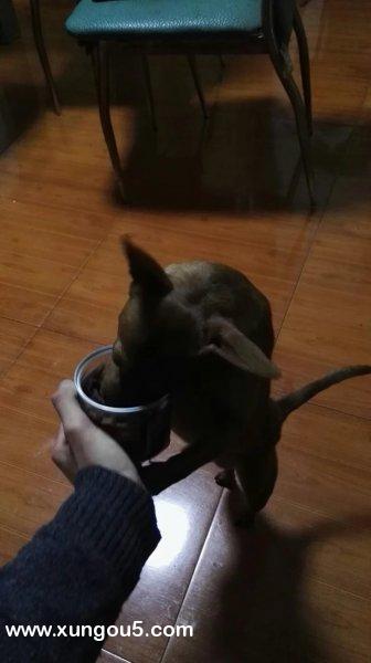 【十万火急】江苏常州新北区XX街道寻狗启示
