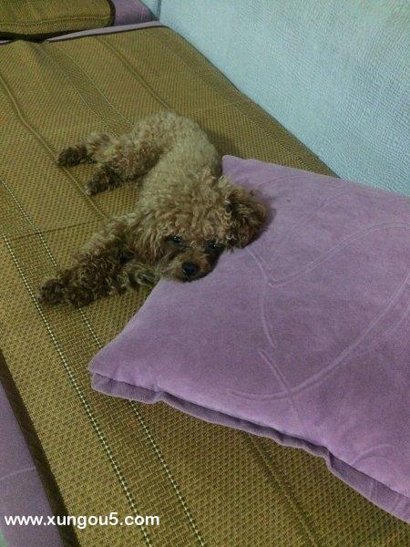 淮北|寻找丢失的棕色泰迪犬