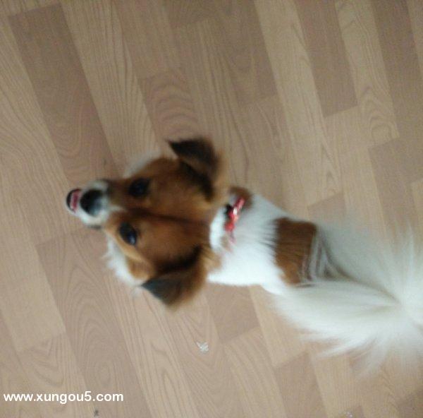 江苏南京江宁区丢失一只一岁多的黄白色田园犬