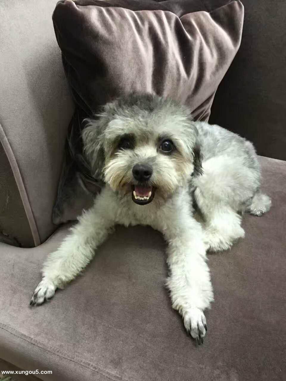 中山南头升辉北市场附近丢失灰贵宾犬寻狗启事