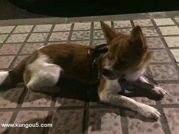 佛山电网公司门口柯基犬走失求助