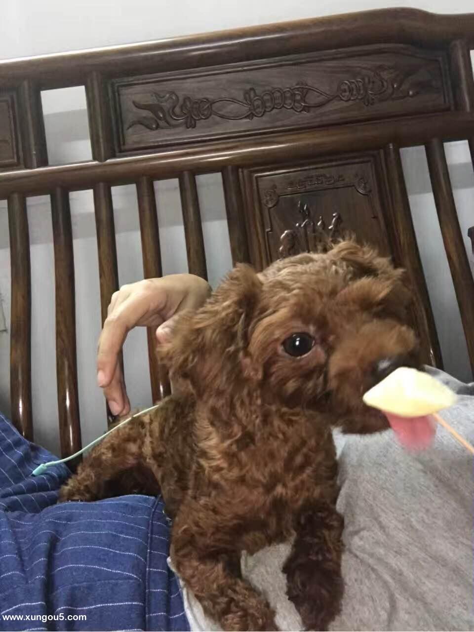 广州寻狗启事：贵宾犬菜菜失踪，请帮忙寻找