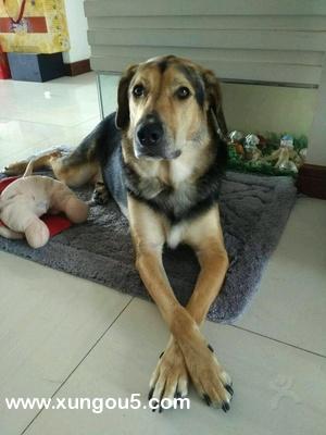 武汉寻狗启事：黑黄色中型犬嘟嘟走失