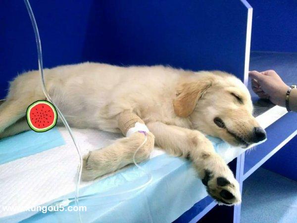 济南寻找金毛犬小黄