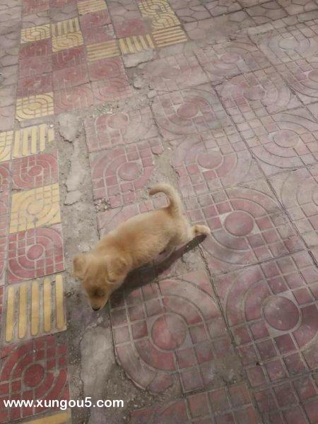 嘉峪关寻狗启事：小黄的寻找