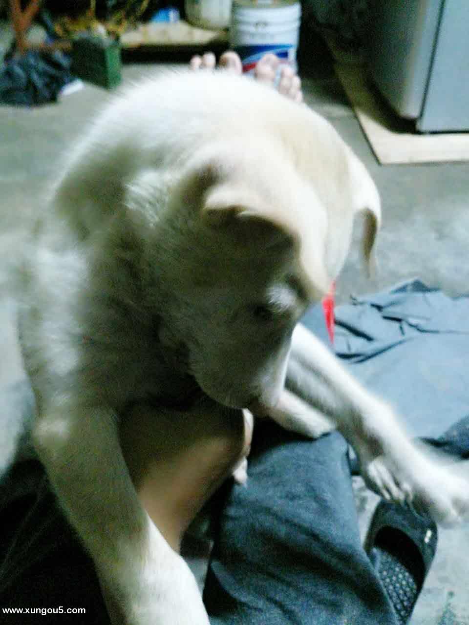 成都寻找泰迪小白走失启事