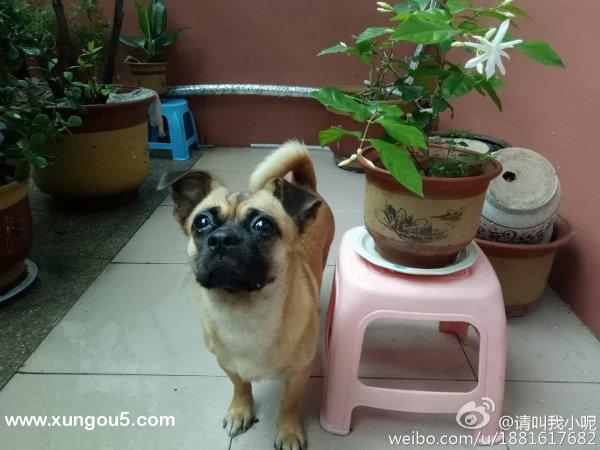 潍坊寻爱犬小黄，酬谢500元