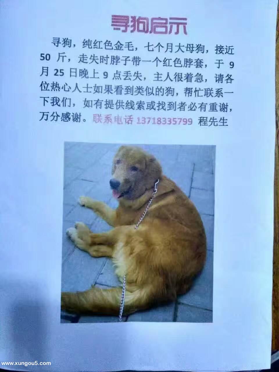 寻找波妞：纯红色金毛失踪，北京大井