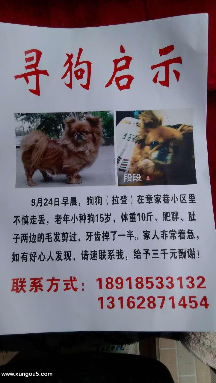 上海寻狗启事：拉登走失，急需好心人提供线索