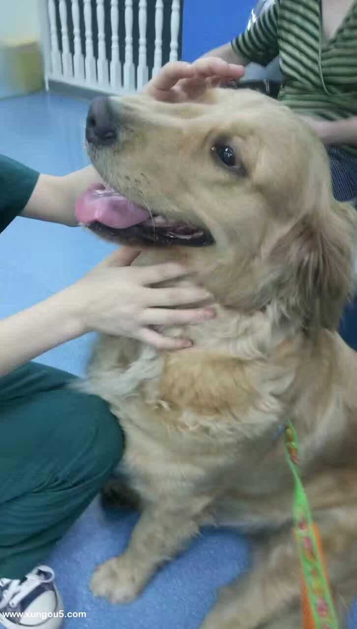 寻找失主：浦三路地铁站附近走失的金毛犬