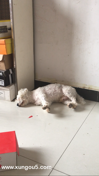 比熊小白走失寻狗启事