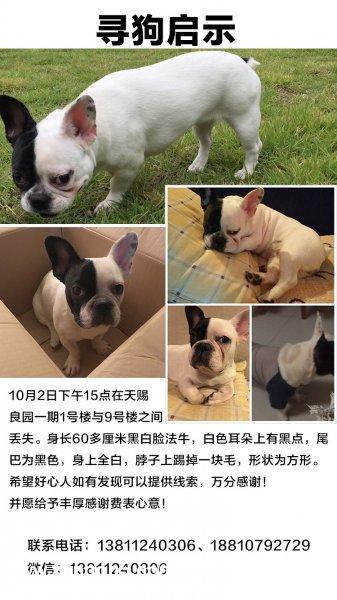 北京通州区斗牛犬小黑白走失启事