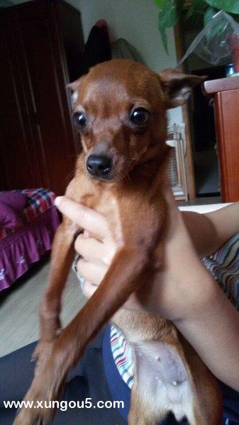 寻找红棕色鹿犬旺财 | 西安未央区