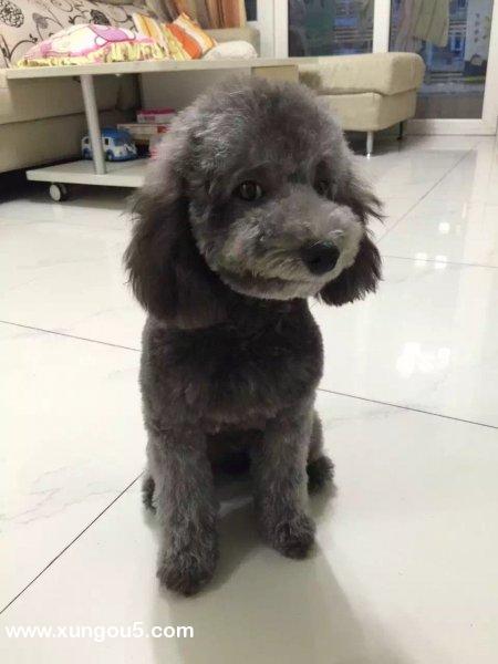 急：寻找银灰色贵宾小怪（深圳罗湖文锦中路）