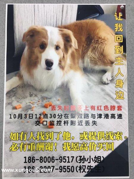 寻爱犬露飞（金色边境牧羊犬）