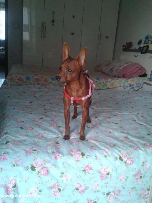 寻找小鹿犬小麻球：河北邯郸