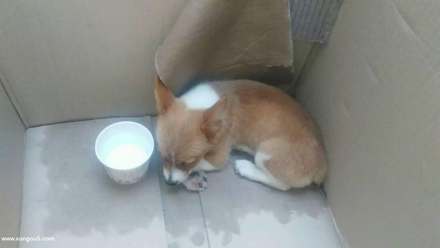 寻爱犬皮球 深圳坂田区民营市场美食街 寻狗启事
