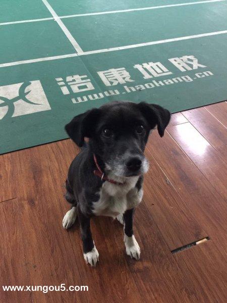 成都寻找拉布拉多啾啾，胆小温顺！