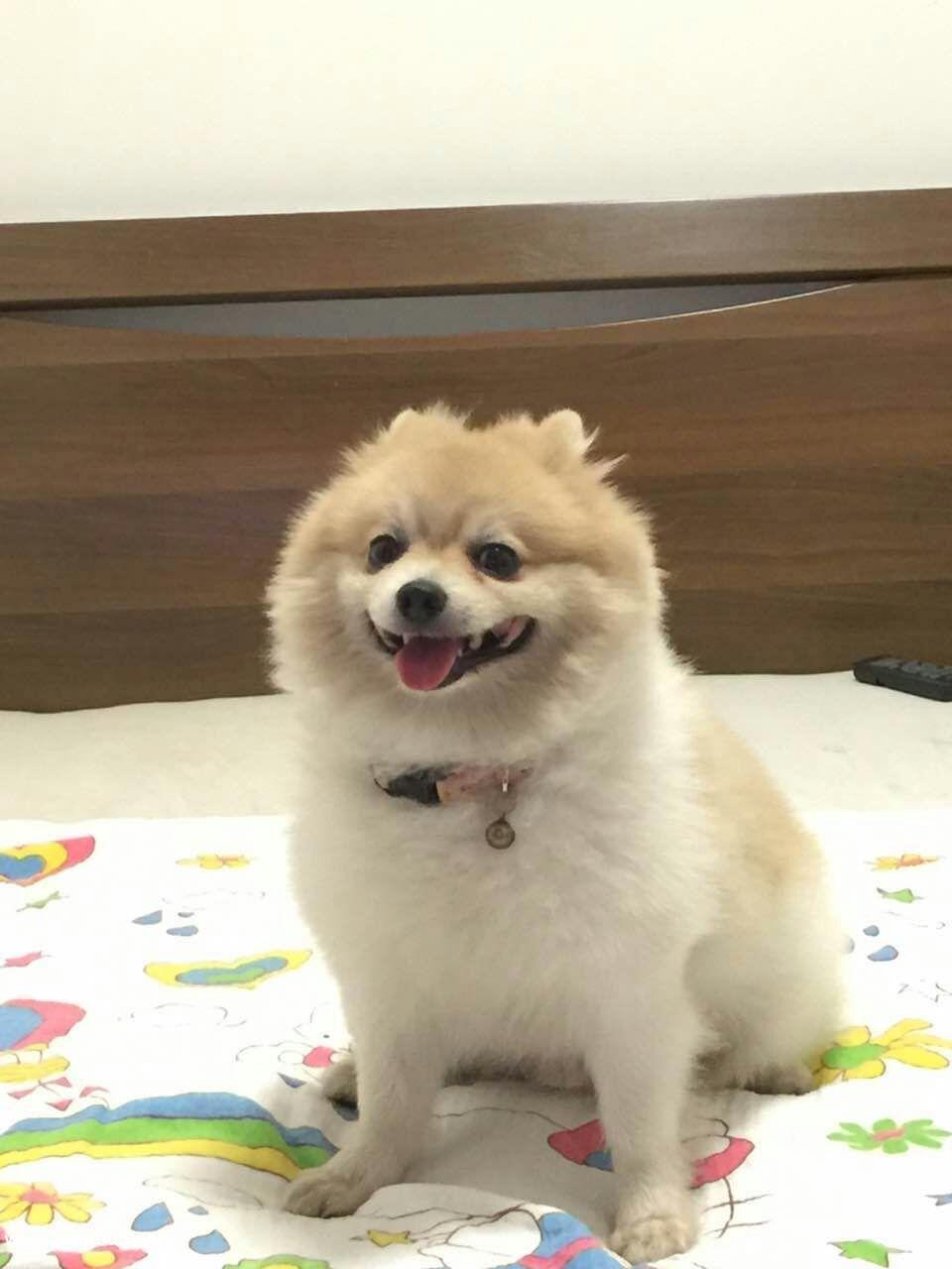 【寻狗启示】东莞南城区丢失博美犬小白（重金酬谢）