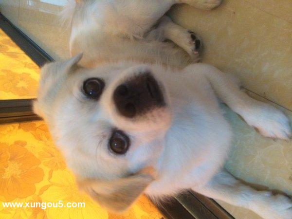 沈阳寻狗启事：12岁田园犬小白走失，有酬谢