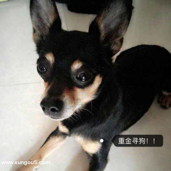 北辰区寻走丢爱犬