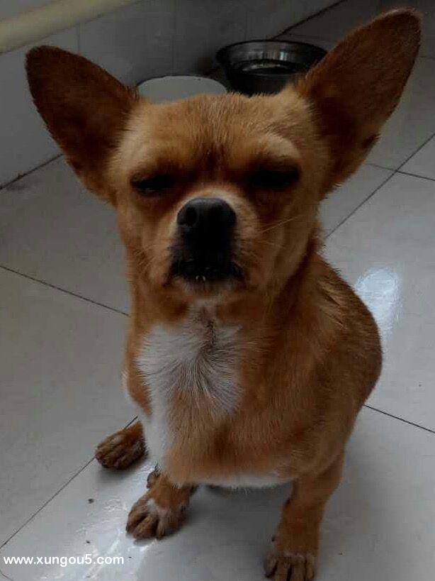 长春寻狗启事：博美犬豆豆走失，寻找有重谢