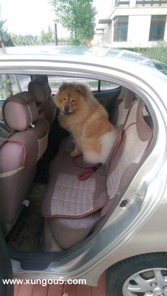 天津失踪：黄色松狮犬Max求寻找
