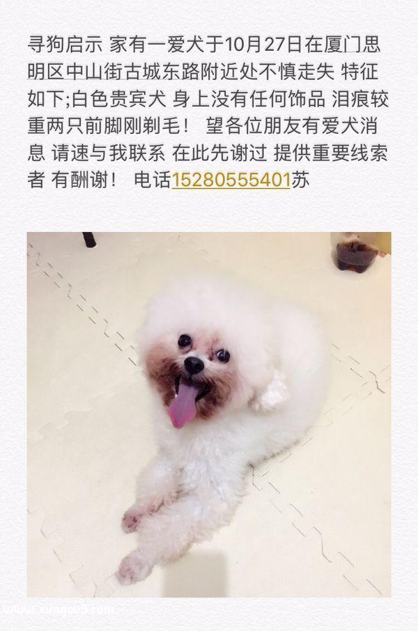 厦门寻狗启示：白色贵宾犬小白走失信息