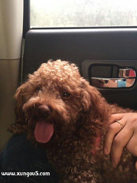 寻爱犬花生：西安城北客运站家佳花园小区走失寻狗启事