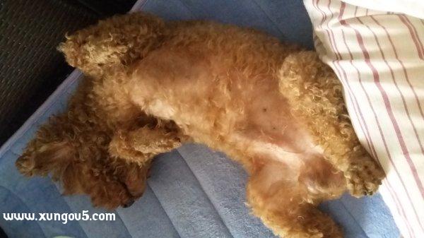 失踪的泰迪公犬豆豆，悬赏2万寻找